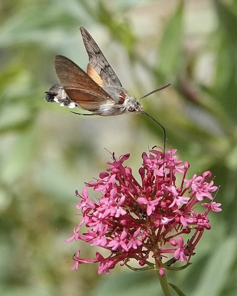 hummingbird hawkmoth